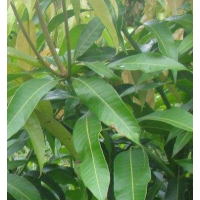 芒果树 果园种植 热带地区道路绿化栽植 观果植物 小苗地栽