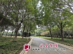 国槐 大规格国槐种植基地 品种优良 遮阴苗木 国槐园林绿化树 行道树图1