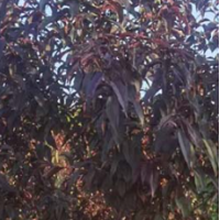 红叶碧桃/碧桃 6-8公分精品紫叶红叶碧桃 行道风景庭荫绿化树 观花观叶