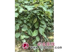 皇家小雨点海棠 绿化工程红叶北美海棠 露地栽培环境 枝叶茂盛图1