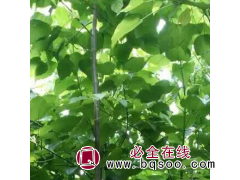 楸树 基地出售落叶乔木楸树 树形优美 观赏性强 庭院景区园林绿化造景树图1