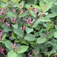 金银忍冬 小区庭院公园造景绿化种植景区园林行道庭荫