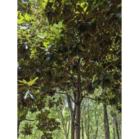 紫玉兰 5-15公分白玉兰、紫玉兰 品种齐全 树形优美 园林绿化苗木