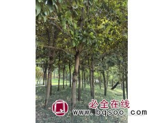 黄玉兰 大量园林绿化苗紫玉兰3-5公分乔木行道树黄玉兰图1