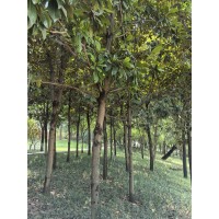 黄玉兰 大量园林绿化苗紫玉兰3-5公分乔木行道树黄玉兰