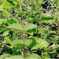 小叶丁香 路边绿化 丁香 承接工程 适应性强 枝叶稠密