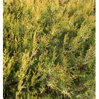 桧柏 耐旱桧柏 适应各种气候条件 耐寒耐热 根系强壮