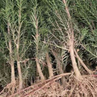 红豆杉  红豆杉小苗20-150公分 常绿乔木耐寒耐旱