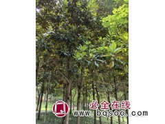 广玉兰 虞城县中华红叶杨大型繁育基地 玉兰树 园林绿化树图1