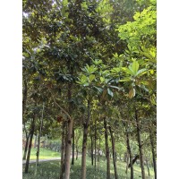 广玉兰 虞城县中华红叶杨大型繁育基地 玉兰树 园林绿化树