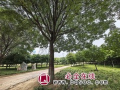 国槐 国槐行道树 老国槐 庭院绿化工程种植树 抗病性较强图1