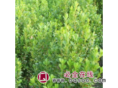 小叶黄杨 珍珠黄杨 耐寒耐旱 景区道路绿化工程色块苗 四季常青图1