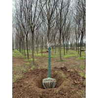 国槐处理，绿化树苗处理，荒山造林苗处理 金源园林绿化