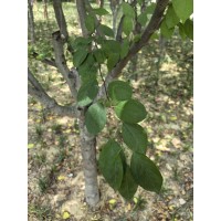 皇家雨点 西府海棠 观赏造型8公分海棠树 公园绿化树 海棠树