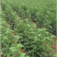 金红123苹果苗 爱妃瑞香红 众诚3号等新品种 实地起苗