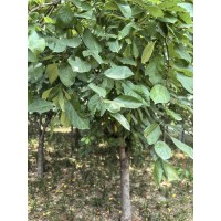 海棠 8-9-10公分西府海棠树 落叶乔木海棠 根系发达