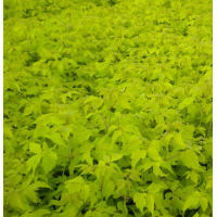 金叶复叶槭 复叶槭种植基地 丛生金叶糖槭 自有基地 园林绿化树苗