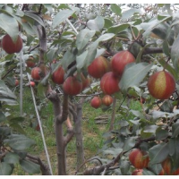 早酥红梨-红肉苹果-早酥红梨苗-全红梨-晚秋黄梨 益甲苗木果树所