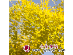 黄金槐 1-20公分黄金槐 嫁接树 园林绿化树 滨州光大苗圃 公园绿化景观树图1