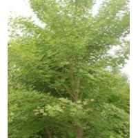 五角枫 8-9-10公分五角枫 工程绿化行道树元宝枫 景区观赏落叶乔木