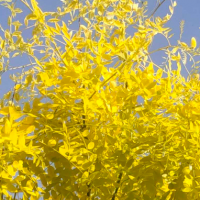 金枝柳 大庆市清鑫苗木基地 黄金槐 槐树