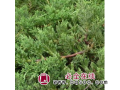 沙地柏 不挑土质 根系发达 易成活 百亩基地 量大质优 铺地柏图1