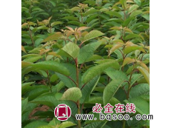 大量供应樱桃树，樱桃树大小苗，樱桃树批发出售图1