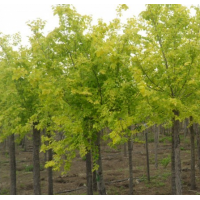 河南泓润园林有限公司 金叶榆 彩叶树 园林绿化树
