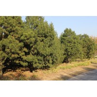 蓝田县森木白皮松苗圃苗木网-全国最大的白皮松基地