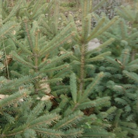 2-5米云杉和青白扦  靖宇县旭阳苗木基地