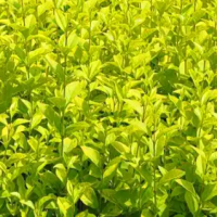 金叶女贞_金叶女贞价格_宝财苗木基地 绿篱苗价格