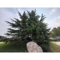 南京雪松，品种全，苗木成活率高，买南京雪松 - 雪松，