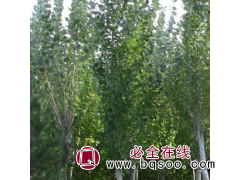 银中杨当年苗 银中杨小苗 荒山造林苗 杨树苗图1