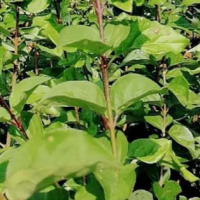 大叶丁香 紫丁香 习性喜阳 喜湿润 大叶丁香 景区绿化造景 庭园观赏