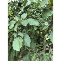 北美海棠 北美系列 亚当 垂丝 红宝石 甜茶 印第安 冬红海棠 基地直发