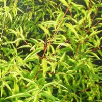 满圆红桃苗 1-8公分桃树苗 金红桃苗 原生毛桃苗 绿化工程