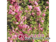 榆叶梅 城市道路栽植红叶榆叶梅树苗公园观赏榆叶梅量大图1