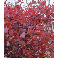 紫叶李 巩义市绿源苗圃  红叶李小苗 紫叶稠李苗