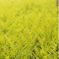 营养钵金叶榆 中华金叶榆 耐干旱移 植成活率高 苗木品质优良 四季常青 种类齐全