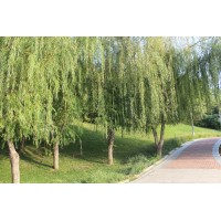 嫁接垂柳 18公分垂柳 适应性好 湿地绿化金丝柳行道种植柳树 规格齐全