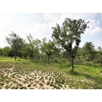 速生樱花 红叶樱花，绿樱，香樱，黄樱 樱花基地