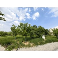 樱花 5-10公分樱花 风景行道庭院小区种植樱花树 树形好