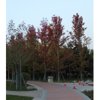 美国红枫 株高6米-8米 观赏绿化树干通直颜色鲜艳 彩叶树