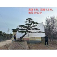 高度3米冠幅4.5米 地径20公分 造型黑松，造型油松，景松