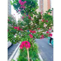 紫薇树|紫薇树价格|河南潢川紫薇|潢川紫薇|紫薇苗