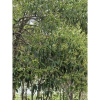 河南大叶女贞价格,河南大叶女贞报价,大叶女贞批发价格