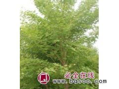 五角枫，大量出售移栽五角枫－河南南阳丛生五角枫图1