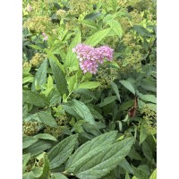 金山、金焰绣线菊工程容器苗大量供应