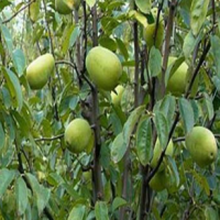 木瓜树，木瓜树小苗，河南南阳木瓜树培育基地