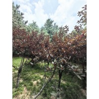 河南红叶李，红叶李万亩育苗基地，红叶李薄利多销